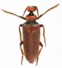 Eletica testacea